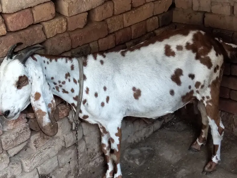 Dogli bakri big size 3 month ki pregnant — photo 7