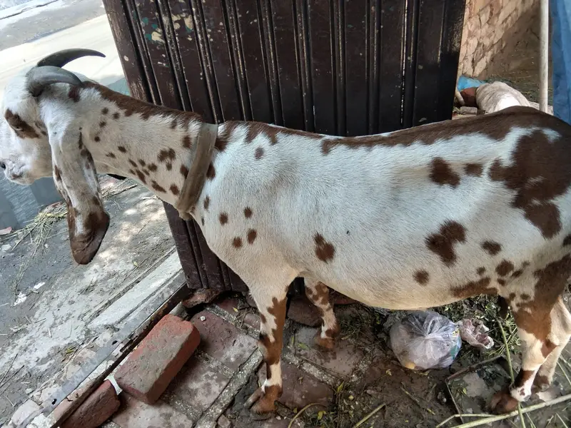 Dogli bakri big size 3 month ki pregnant — photo 8