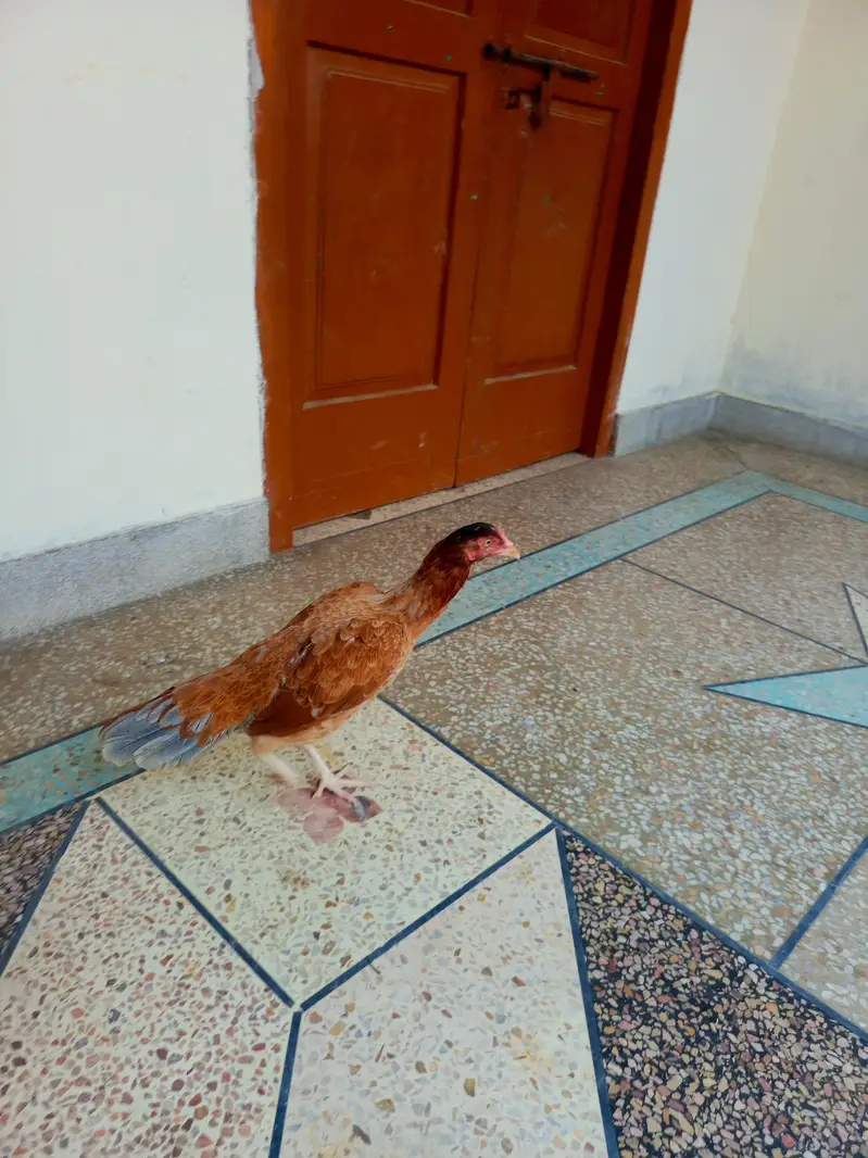 Aseel murgi — photo 3