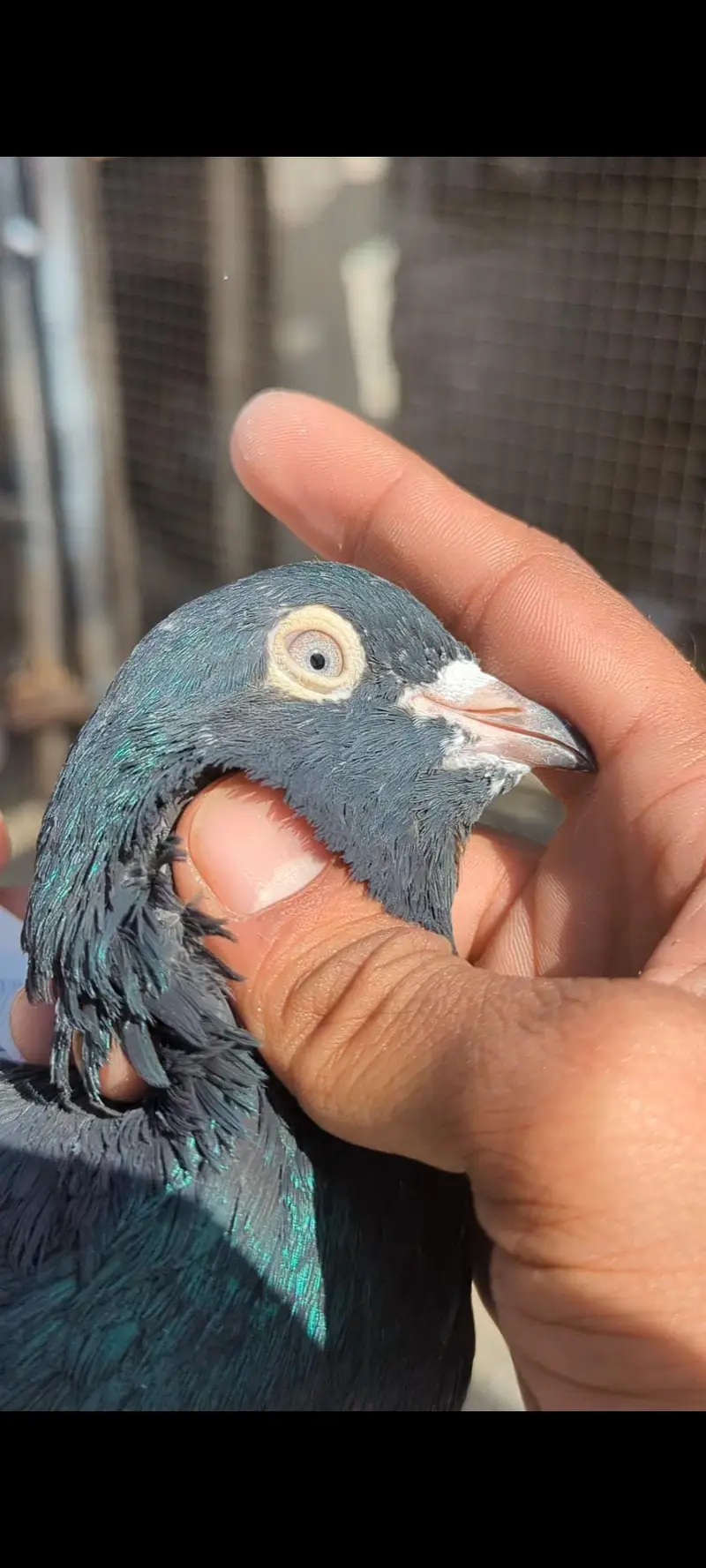 pure Rampuri breader male — photo 3