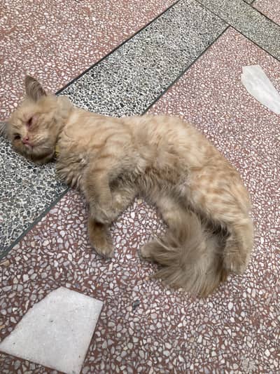 Persian cat male