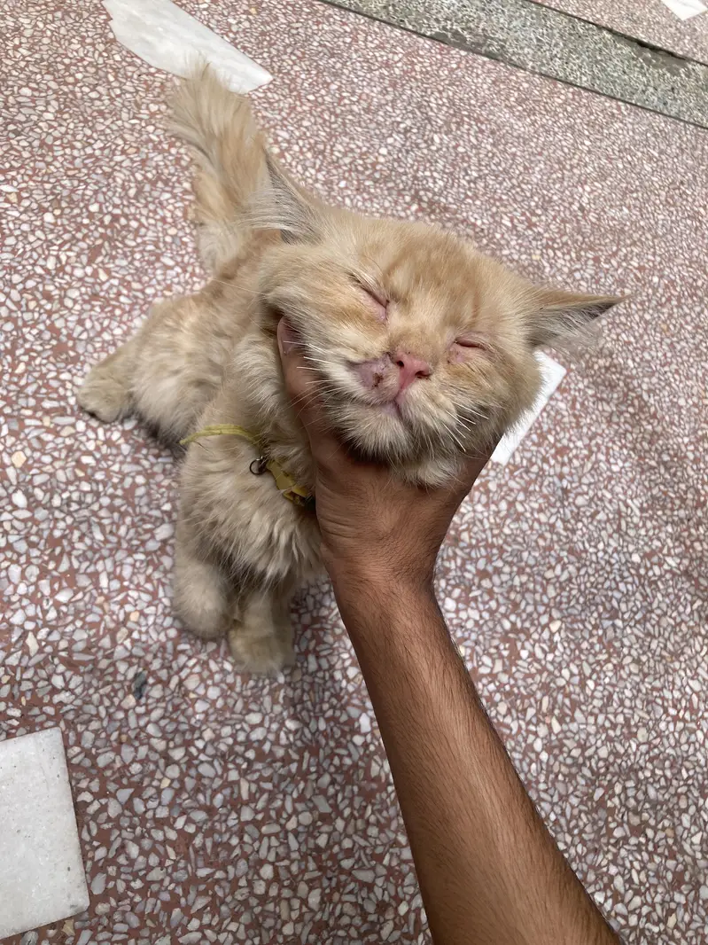 Persian cat male — photo 2