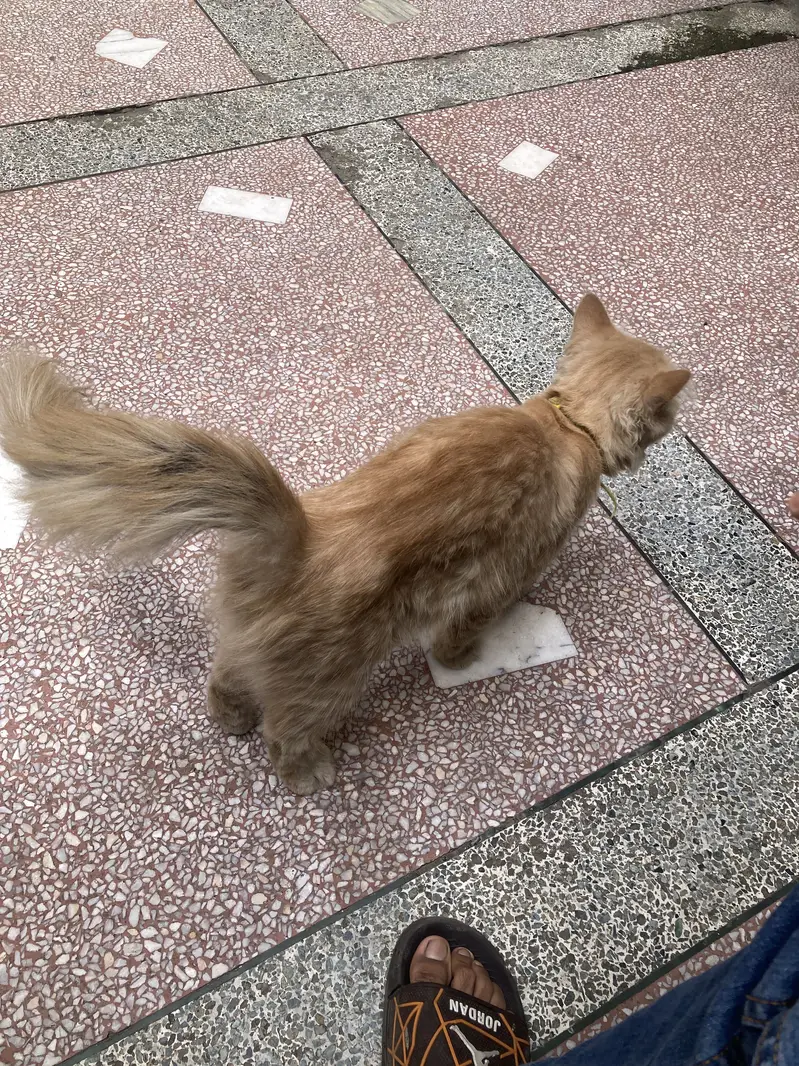 Persian cat male — photo 3