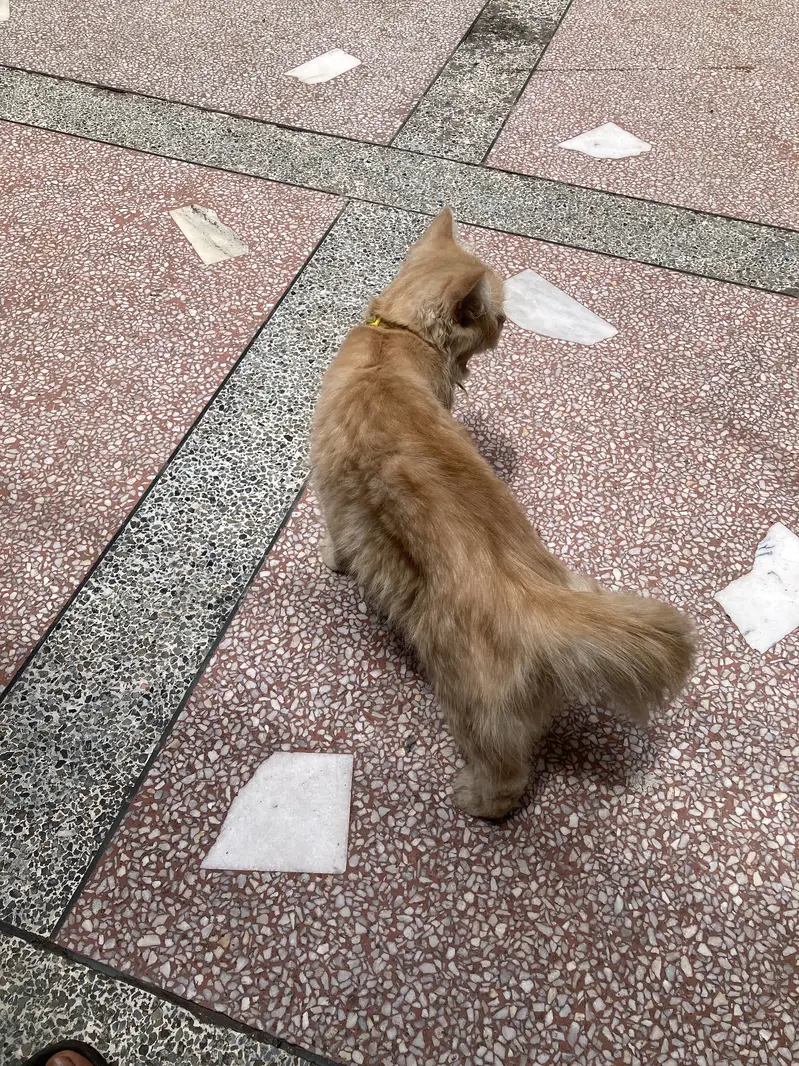 Persian cat male — photo 4