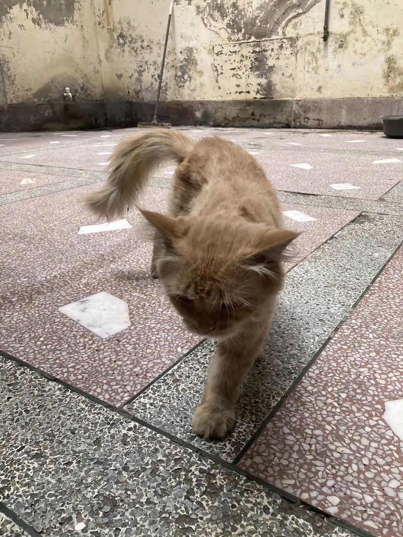 Persian cat male — photo 5