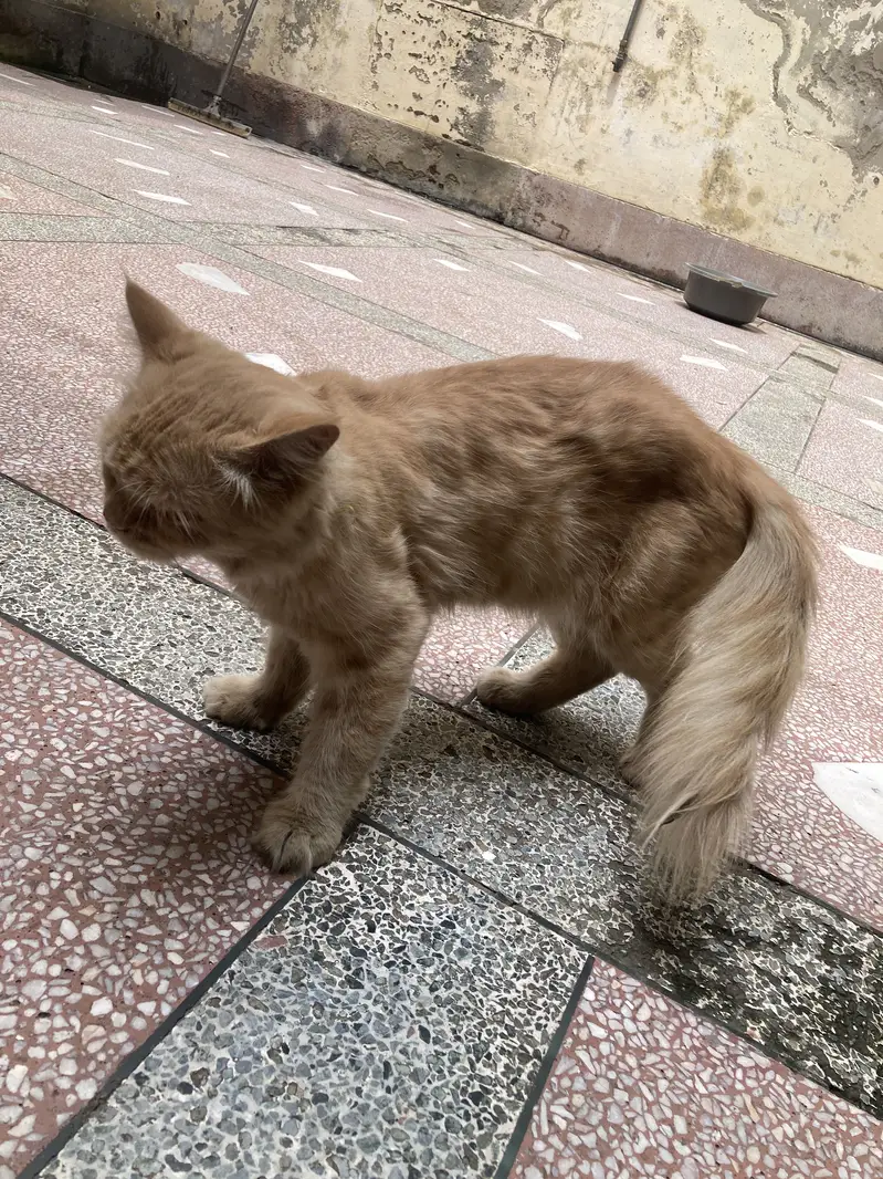 Persian cat male — photo 6