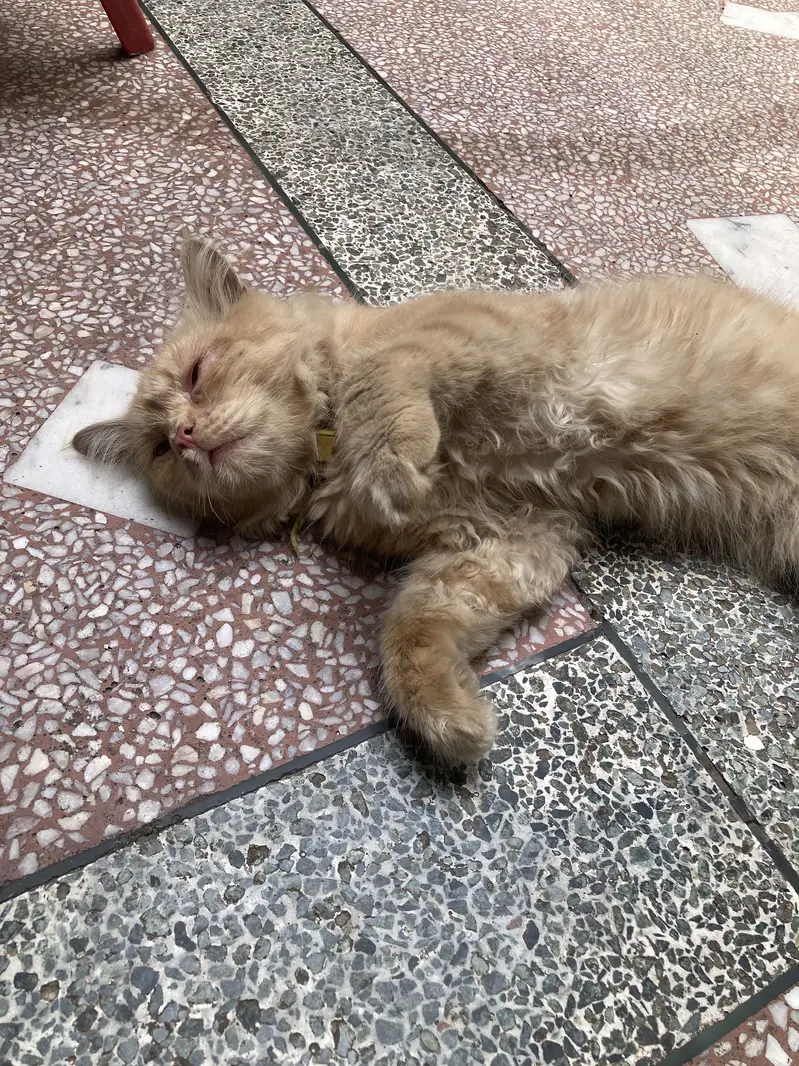 Persian cat male — photo 7