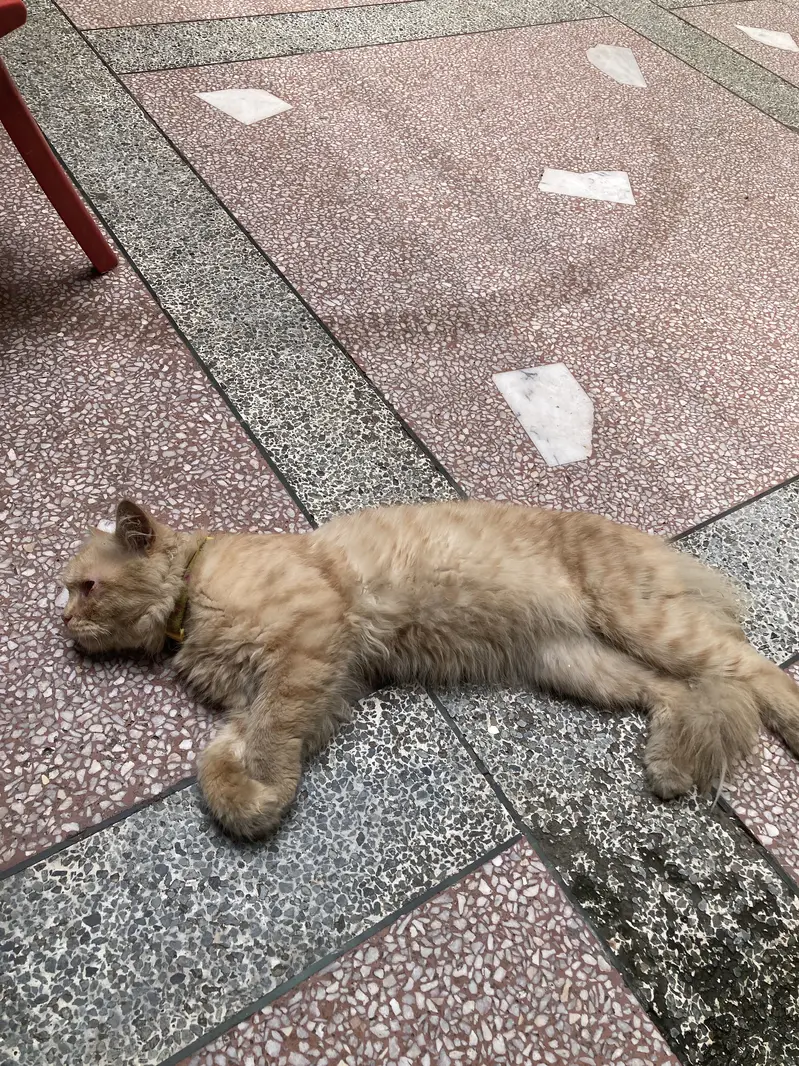 Persian cat male — photo 8