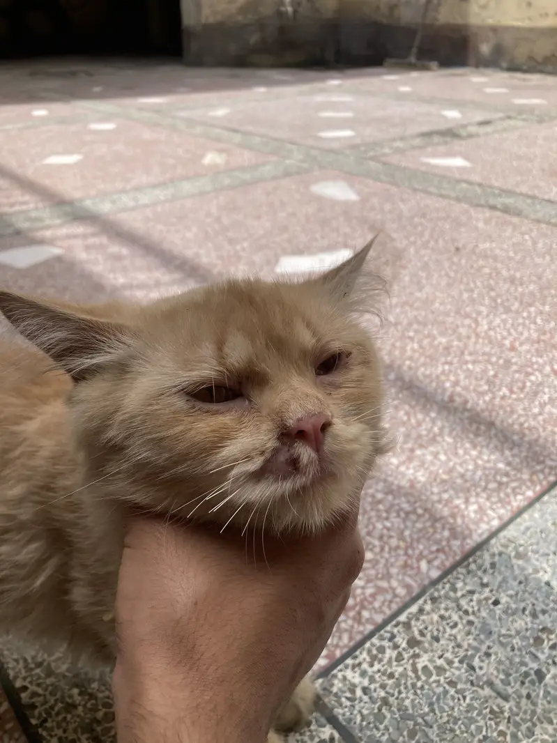 Persian cat male — photo 9
