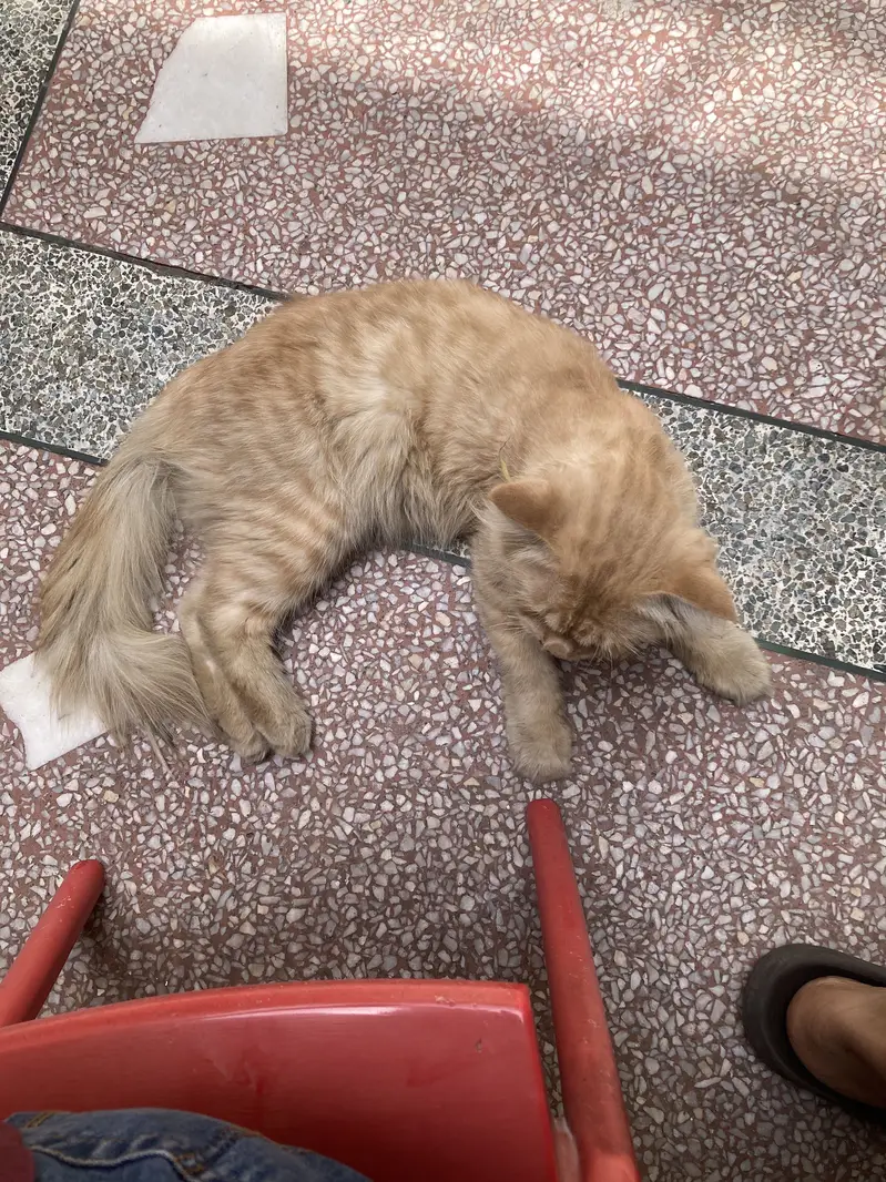 Persian cat male — photo 10