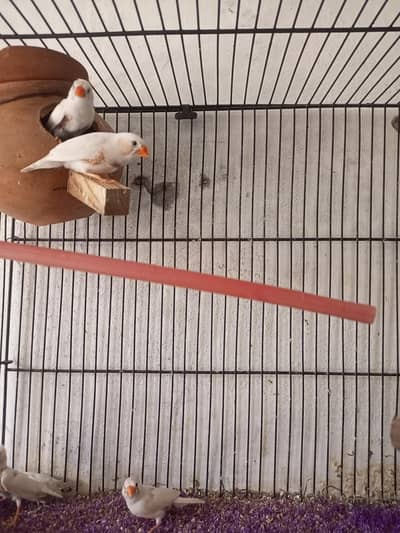 zebra finches for sale