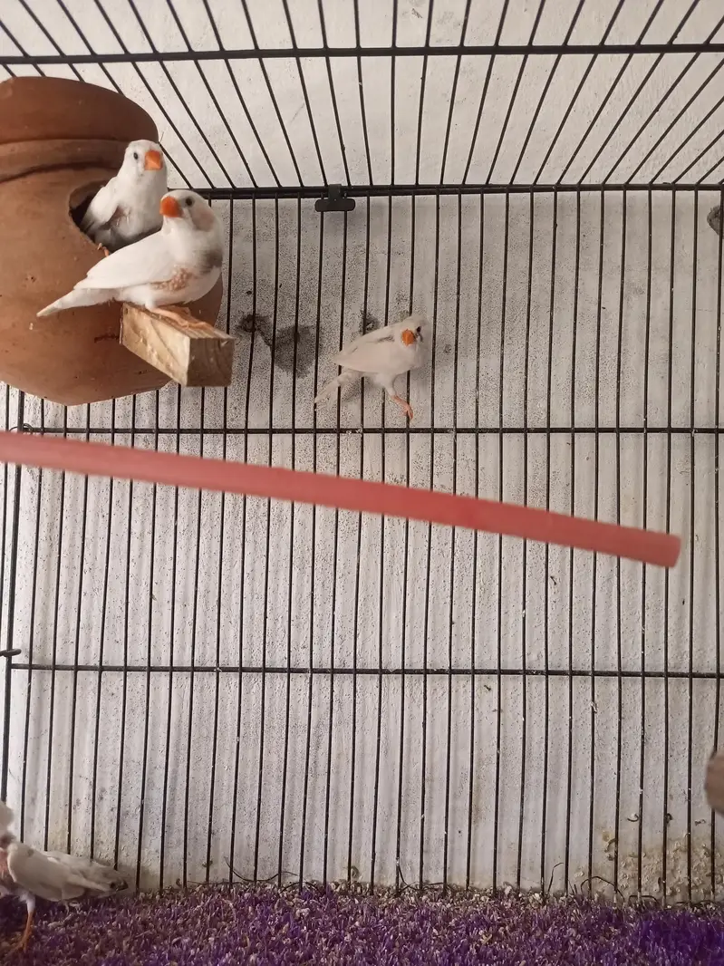 zebra finches for sale — photo 2