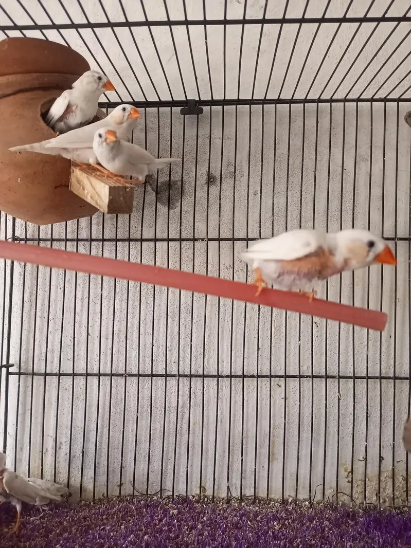 zebra finches for sale — photo 3