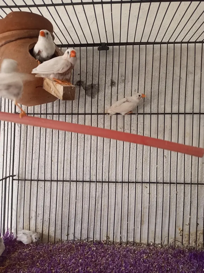zebra finches for sale — photo 4