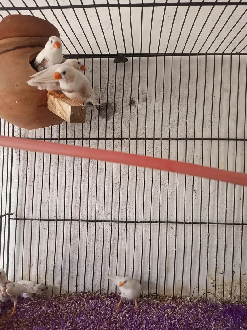 zebra finches for sale — photo 6