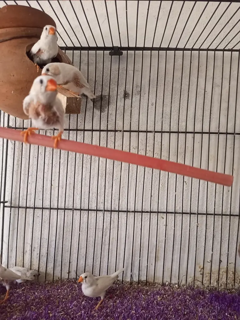 zebra finches for sale — photo 7