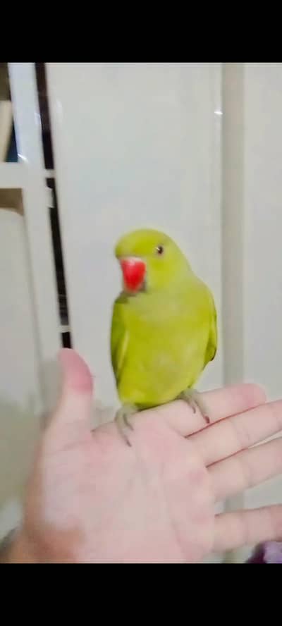 03369510495 Green ringneck parrot handtame