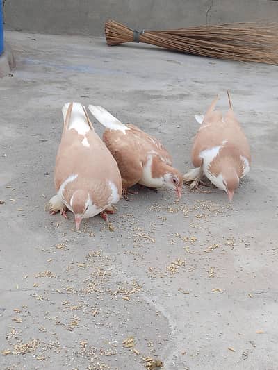 sharzi pair laky pair