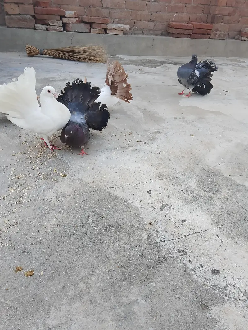 sharzi pair laky pair — photo 8