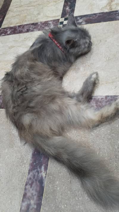 Persian pair cats bila