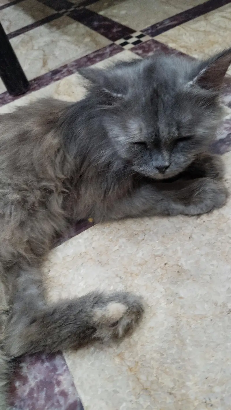 Persian pair cats bila — photo 2