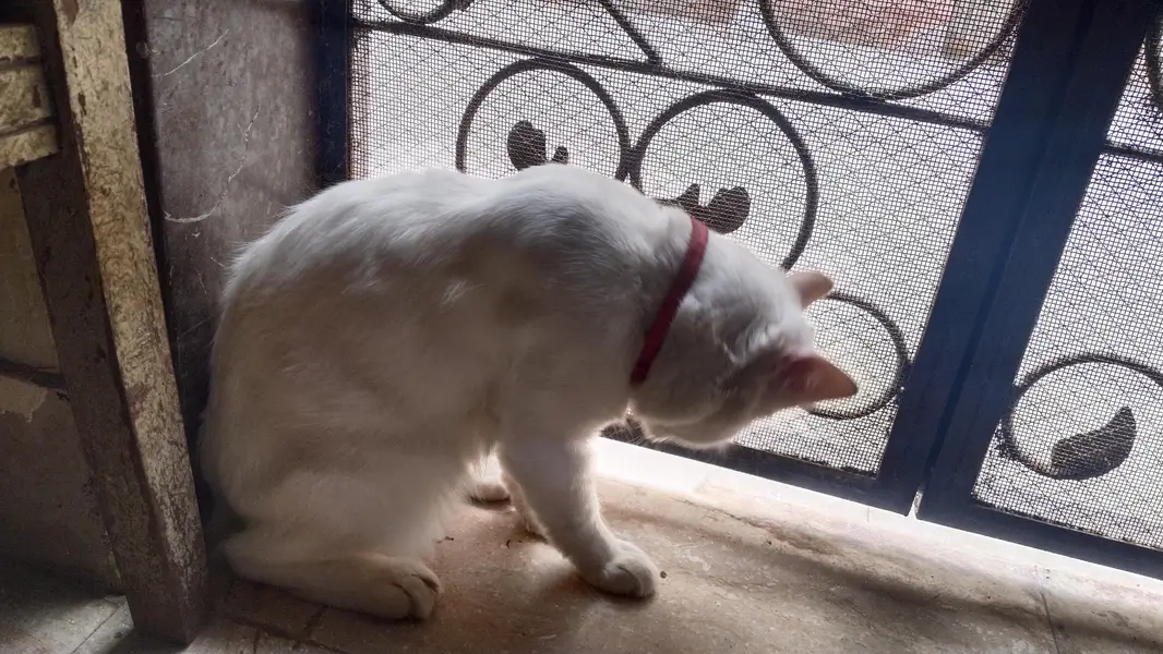 Persian pair cats bila — photo 3