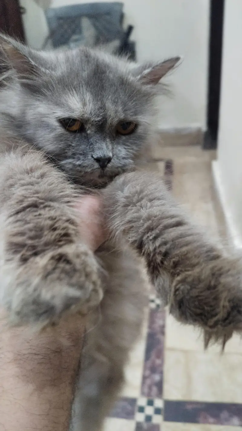 Persian pair cats bila — photo 4