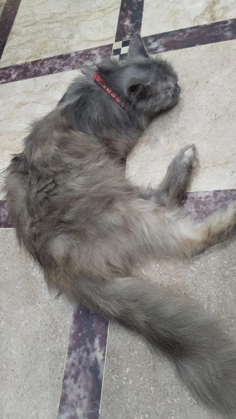 Persian pair cats bila — photo 5