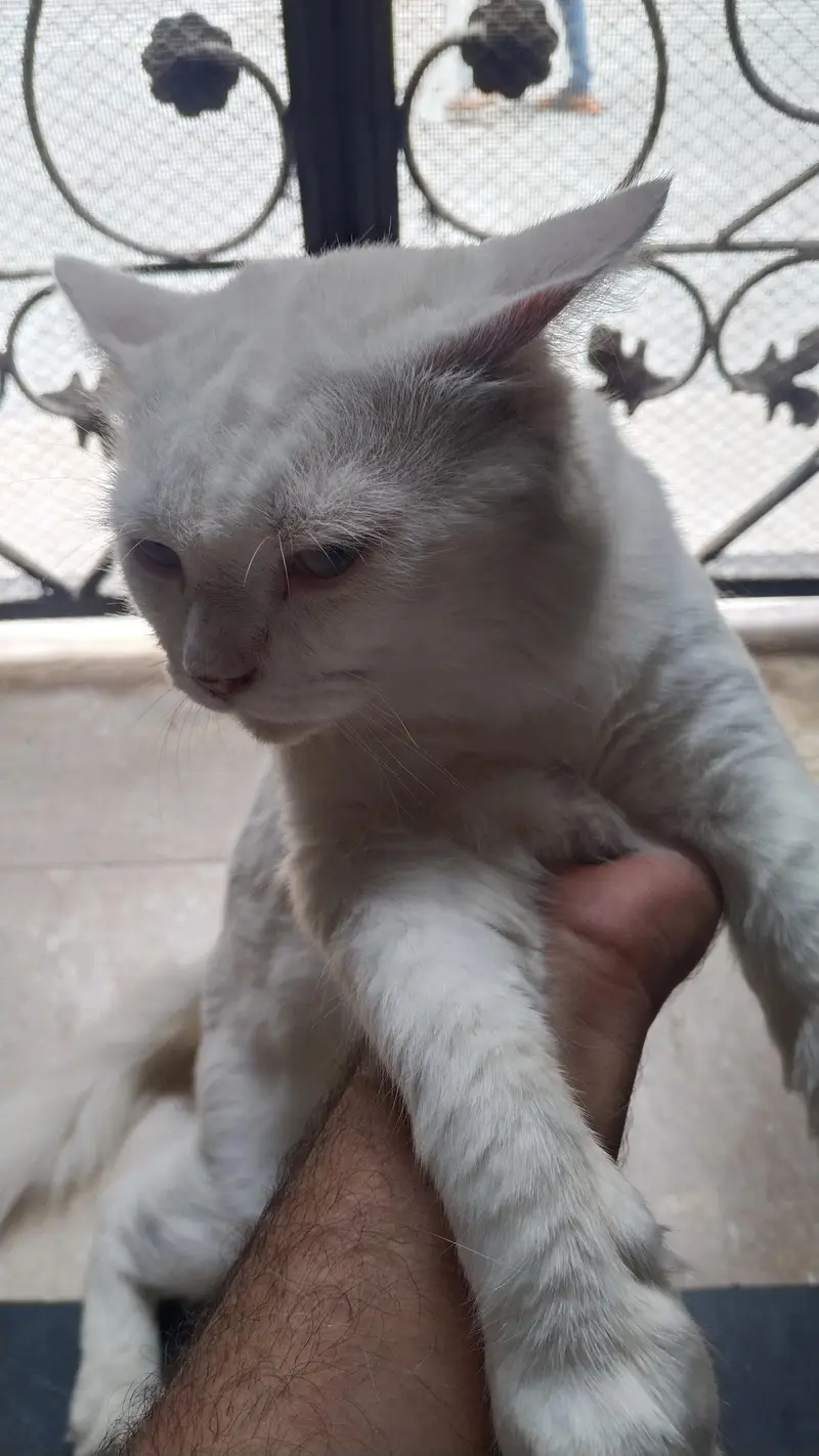 Persian pair cats bila — photo 6