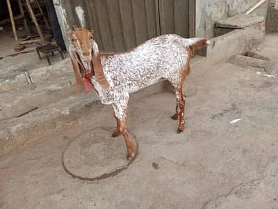 maki chini bakri