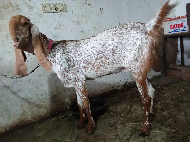 maki chini bakri — photo 2