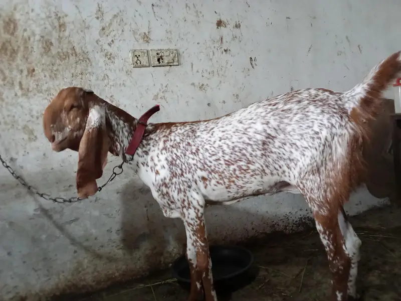 maki chini bakri — photo 3