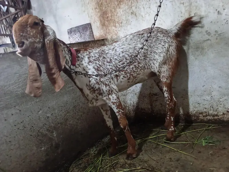 maki chini bakri — photo 4