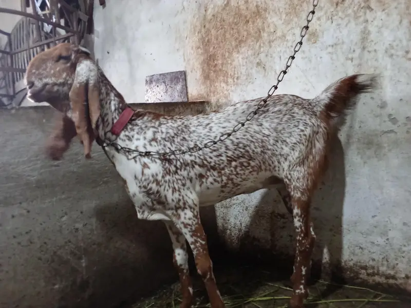 maki chini bakri — photo 5