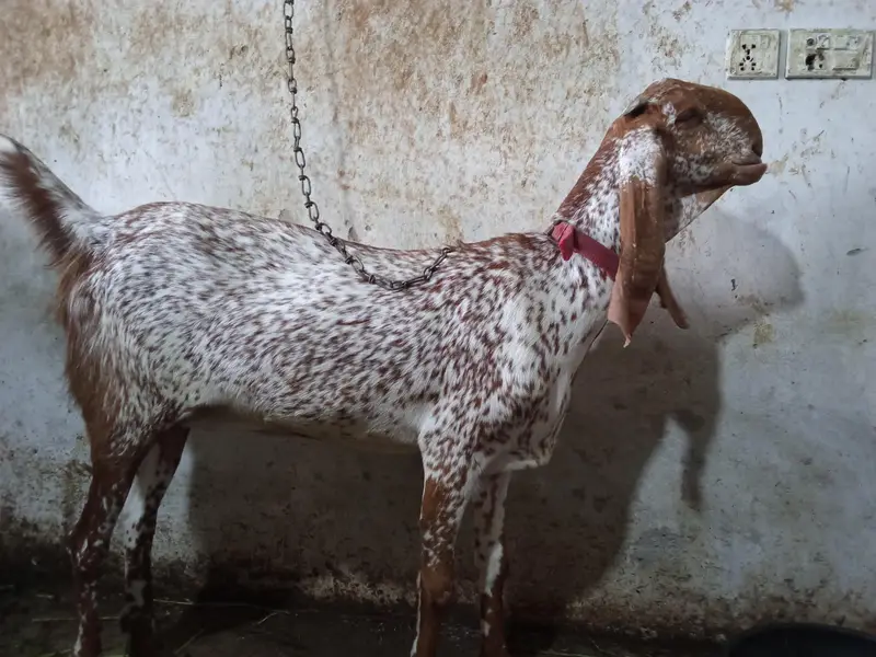 maki chini bakri — photo 6