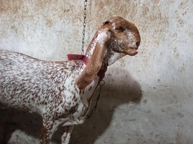 maki chini bakri — photo 7