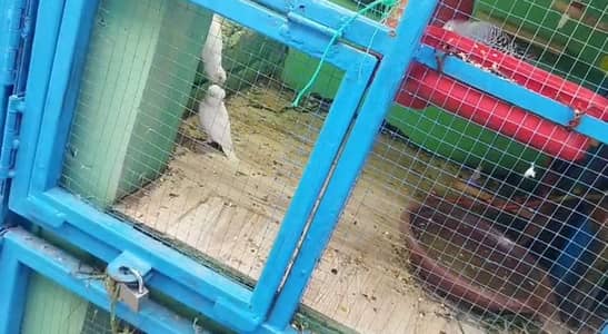 2 white red eye, 1 torquoise (blue)
