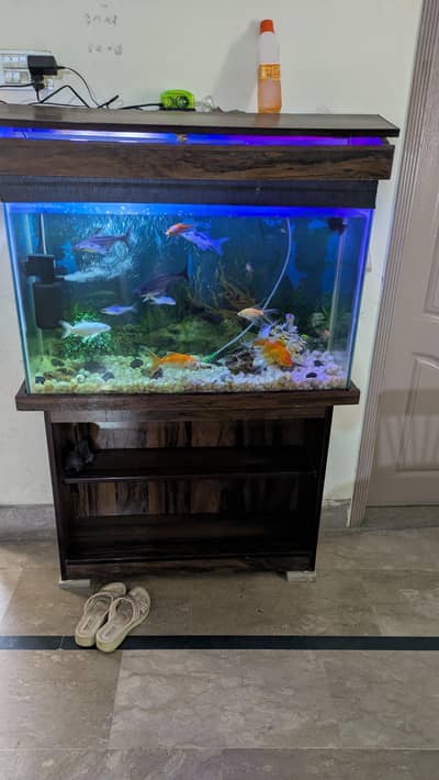 fish Aquarium