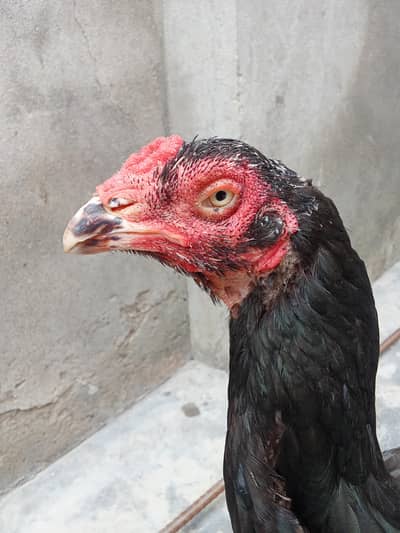 Pure Aseel Female