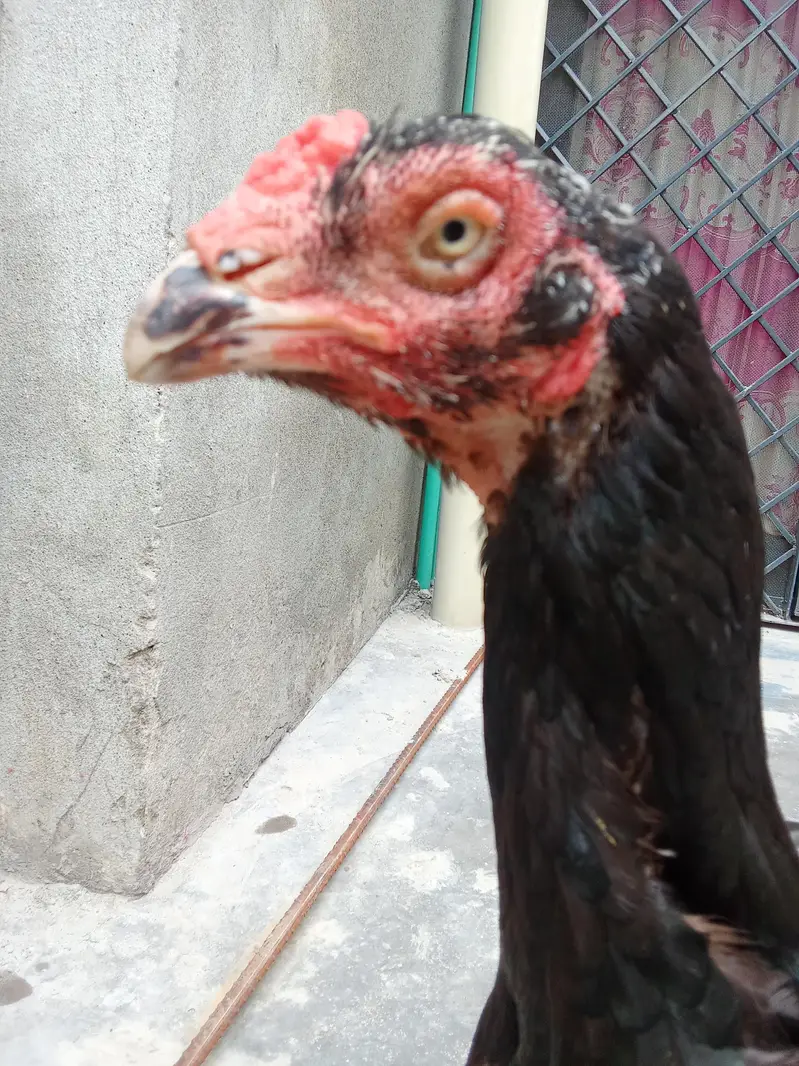 Pure Aseel Female — photo 2