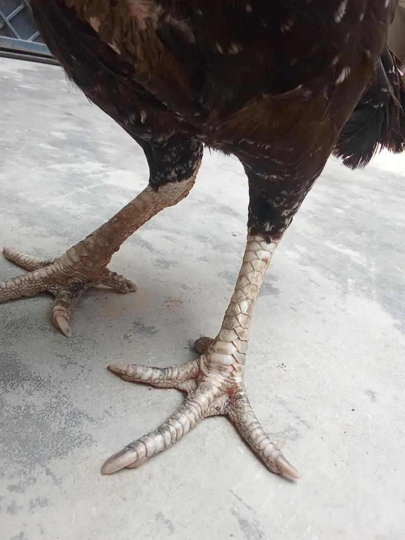 Pure Aseel Female — photo 3