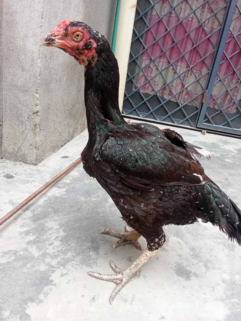 Pure Aseel Female — photo 4