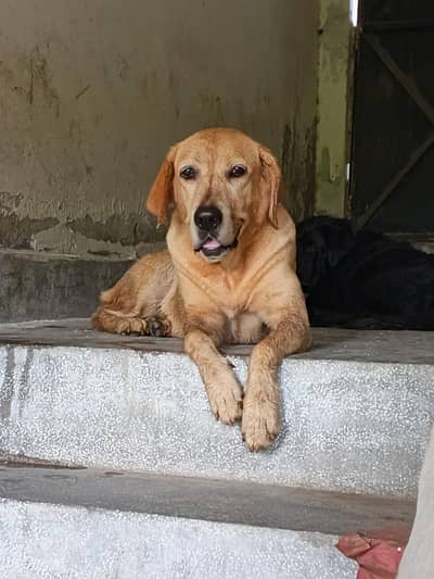 Healthy Labrador Female Dog for Sale