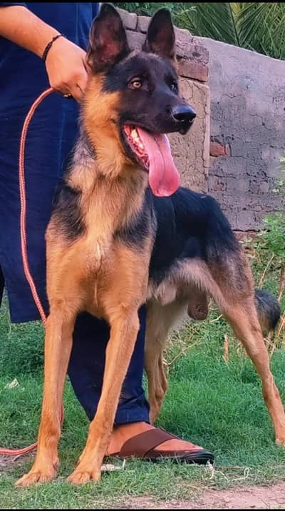 Stock Coat Shepherd Mail Available