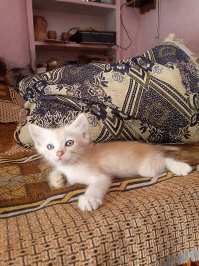 Persian