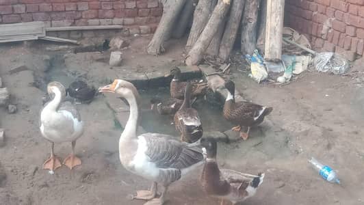 Duck  for seal