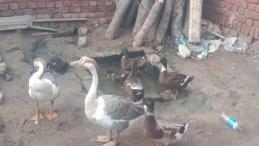 Duck  for seal