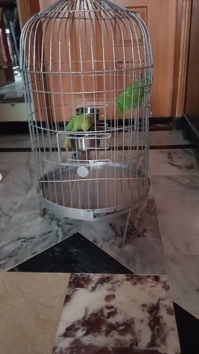Green ringneck parrot pair