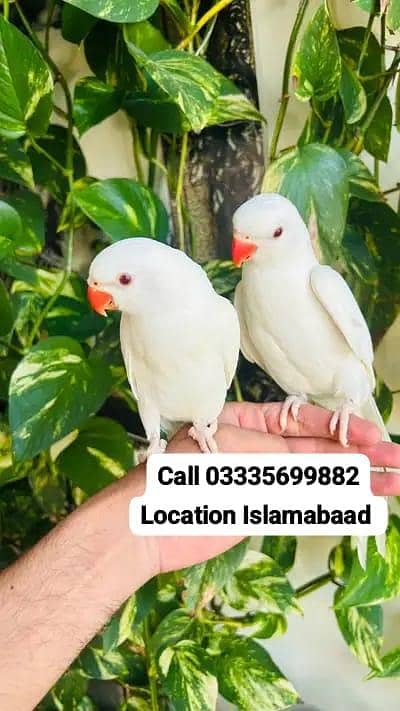 Pair Hand Tamed White Ring Neck Friendly Parrots  Male/Female