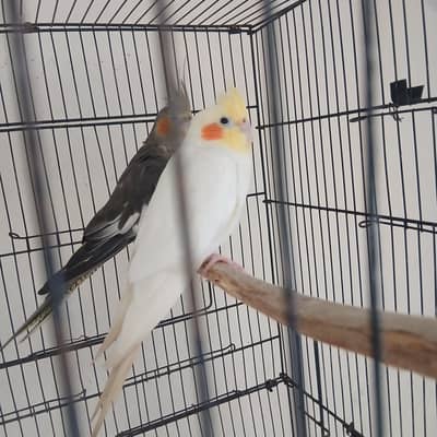 cockatiel